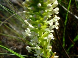 Dischisma ciliatum subsp. ciliatum